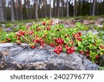 Small photo of Red ripe cowberry also known as lingonberry grow in the forest. A wonderful fruiting bearberry shrub