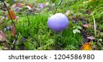 Small photo of Cortinarius iodes, commonly known as the spotted cort or the viscid violet cort, is a species of agaric fungus in the family Cortinariaceae. Mushroom in forest, Finland