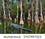 Large Alligator Hunts For Prey...