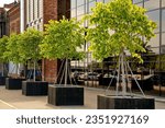        Trees in large boxes in the square. Pots with trees stand at the entrance to the hotel.                        