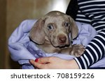 Small photo of a weimaraner puppy with blue eyes. dermatological problems of allergic nature. epidermal cutaneous suppuration due to pyoderma of purulent inflammation as secondary lesion. Staphylococcus intermedius