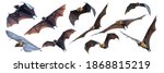 Set of flying bats isolated on...