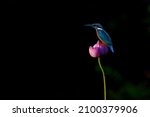 Common kingfisher perched on a...