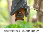 Small photo of A bat is hanging upside down on a branch (Lyle's flying fox)