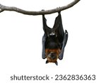 Bat hanging upside down...