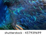 Peacock Body Feathers