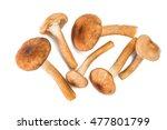 Wild Mushrooms Armillaria ...