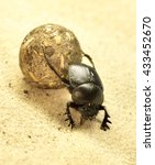 Small photo of Scarab beetle or scarabaeus with ball. Ball-roller or dung beetle on a sand dune. Desert animal, close-up.