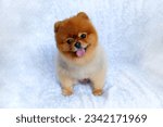 Small photo of Orange spitz Pomeranian dog smiling on a white background