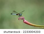 blue-green dragonfly perched on pitcher plant with blurred grass background
