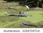 A Swamp In Florida. Alligators  ...