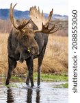 Small photo of Bull moose eating in water