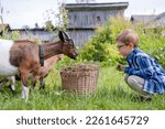 A little boy farmer's son with a big basket of hay feeds goats. Summer at countryside.