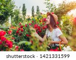 Young woman gathering flowers in garden. Girl smelling and admiring roses. Gardening concept. Lifestyle