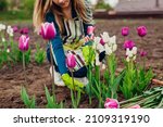 Young gardener picks pink tulips flowers in spring garden. Woman puts blooms in metal basket. Multi-headed white Candy club variety.
