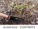 Small photo of Gardener loosening soil around rose bush in fall garden using hand fork. Taking care of shrub with tools. Preparing garden for winter