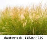 Feather Grass Or Needle Grass ...