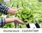 Hydroponics Lettuces Organic...
