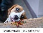 Small photo of Beagle dog try to scrounge dry food from the table, Pet eating food