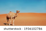  a lonely camel in the desert   ...