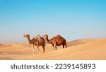 Beautiful image of camels in...