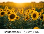 Beautiful Sunflowers In The...