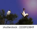 Wood Storks Perched In Florida...