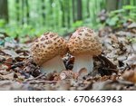 Two Young Mushrooms Grow In The ...