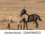 Young Wild Horses Playing in the Wyoming Desert in Autumn