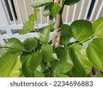 Small photo of Tie plants with rope. Serves to make plants tidier and make it more beautiful. This plant is a type of long mulberry