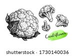 Cauliflower. Ink Sketch...