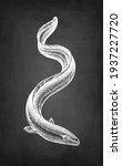 japanese eel. chalk sketch of... | Shutterstock .eps vector #1937227720