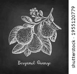 bergamot orange branch with... | Shutterstock .eps vector #1955120779