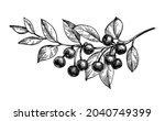 cherry branch with fruits. ink... | Shutterstock .eps vector #2040749399