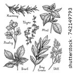 Herbs Set. Ink Sketch Isolated...