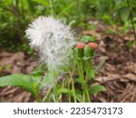 Small photo of Two flowers about to bloom with a small white stipple flower