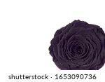 Small photo of macro closeup of a dark black sad somber rose romantic vintage with curly petals flower isolated on white top flat view