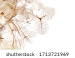 macro closeup of dried dry delicate skeleton leaves petals of hydrangea flowers blooms isolated on white background
