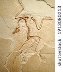 archaeopteryx transitional fossil