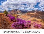 Drone aerial view Chuysky tract Altai Siberia Russia. Beautiful spring mountains blooming pink maralnik wild rosemary.
