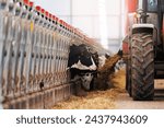 Tractor automatically feeds hay ...