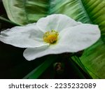 Pure white flowers bloomed showing yellow stamens that contrast beautifully with the inverted colors.