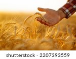 Wheat quality check. Farmer with ears of wheat in a wheat field. Harvesting. Agro business.