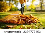 Collection of fallen leaves. Raking autumn leaves from the lawn on the lawn in the autumn park. Using a rake to clear fallen leaves. The concept of volunteering, seasonal gardening.