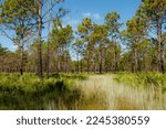 Pine flatwoods at Triple Creek Preserve in Riverview Florida. Longleaf and slash pines with an understory of saw palmettos and mixed grasses. 