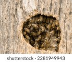 A colony of honeybees nesting in the cavity of a palm tree. Many worker bees are visible as well as the cells of the hive or the honey combs. A detailed close-up view of the social nature of the bees.