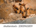 Small photo of The Florida Carpenter ant is large insect with a rusty orange and black body. They live primarily in deadwood and tree cavities. After nuptial flights in the summer, they shed their wings, as in photo