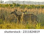 A pair of female white-tailed deer, Odocoileus virginianus,  in the dry prairie in Florida. The younger doe looks straight at the camera, alert and curious. The background is a palmetto grassland. 