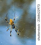 Small photo of A dorsal view of a female golden silk orb-weaver spider, also known as a banana spider. This species, Trichonephila clavipes, is one of the largest spiders in North America.