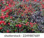 Small photo of closeup of coral beauty cotoneaster, cotoneaster dammeri, bearberry cotoneaster